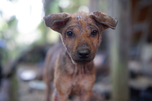 Photography portrait of a stray puppy with a pity expression