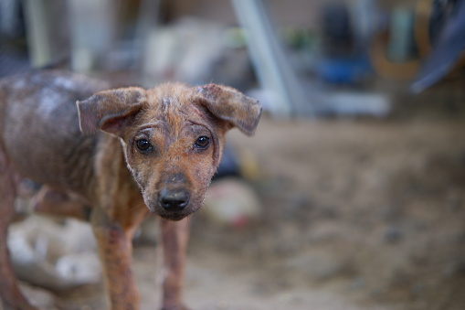 Photography portrait of a stray puppy with a pity expression