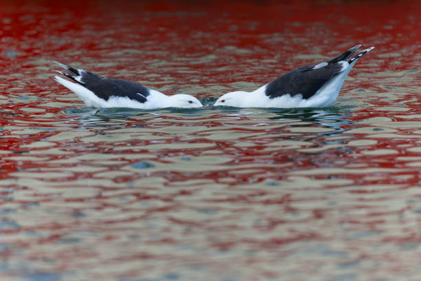 Two large gulls swimming in a harbor trying to steal a fish from each other.