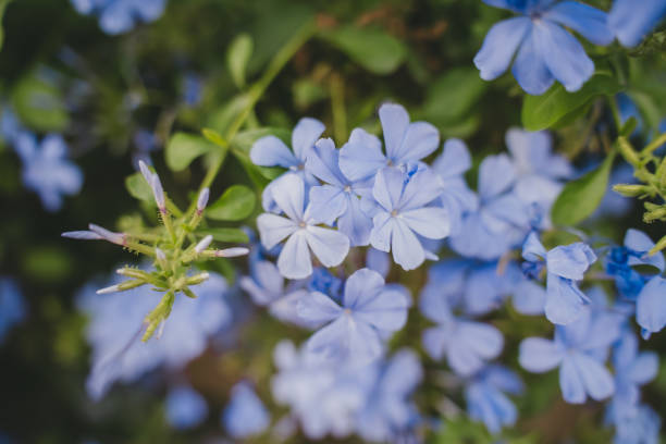 istock Tiny light blue flowers with a yellow center, growing on a bush with green leaves. 2149089217
