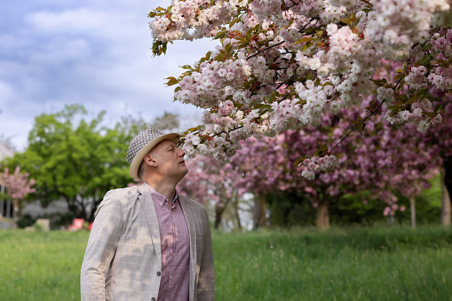 middle-aged man enjoys a quiet morning in the park during the cherry blossom season