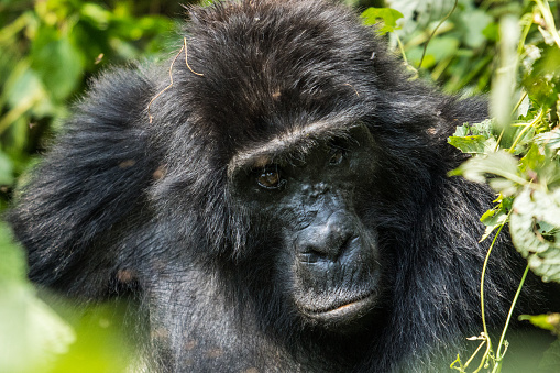 Gorilla in the Bwindi Impenetrable National Park, Uganda