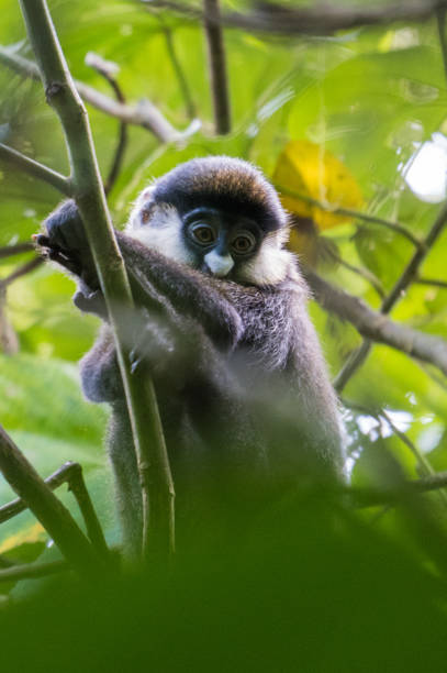 istock Red-tailed monkey in Kibale National Park, Uganda 2149089381