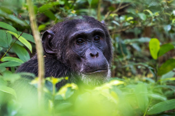 istock Chimpanzee in the Kibale National Park, Uganda 2149089426