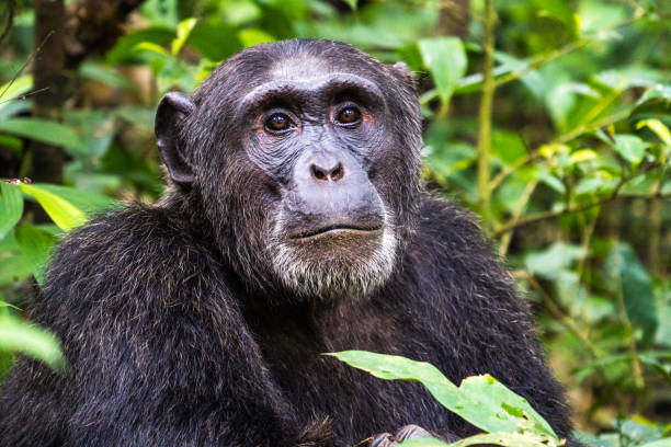 istock Chimpanzee in the Kibale National Park, Uganda 2149089429