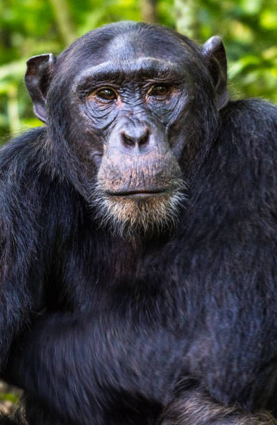 istock Chimpanzee in the Kibale National Park, Uganda 2149089463