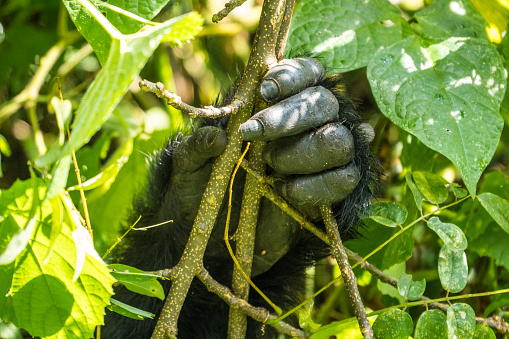Gorilla hand close-up in the Bwindi Impenetrable National Park, Uganda