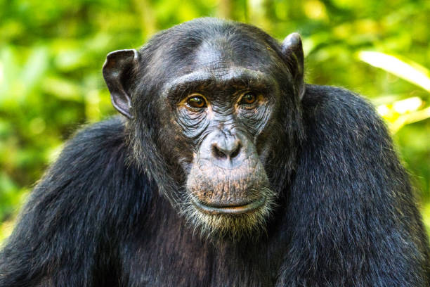 istock Chimpanzee in the Kibale National Park, Uganda 2149089502