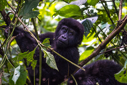 Gorilla baby in the Bwindi Impenetrable National Park, Uganda