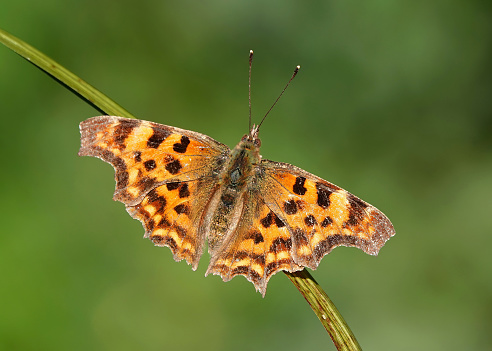 A comma butterfly at rest in the wild.