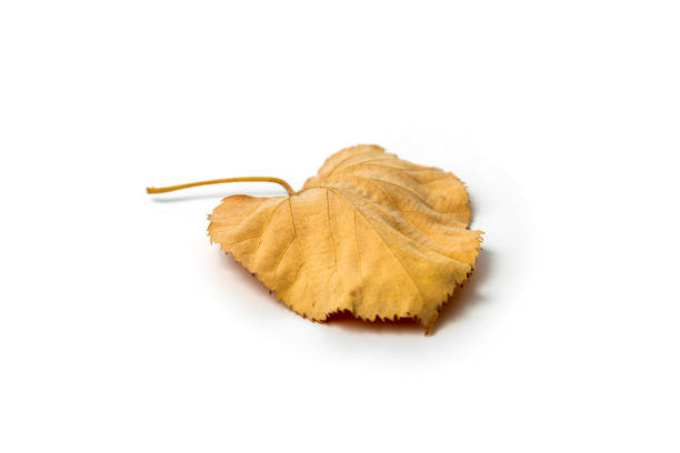 Dried yellow autumn leaf of linden tree on white background, autumn leaf