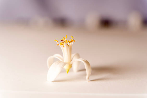 Beautiful blooming citrus flower on white background
