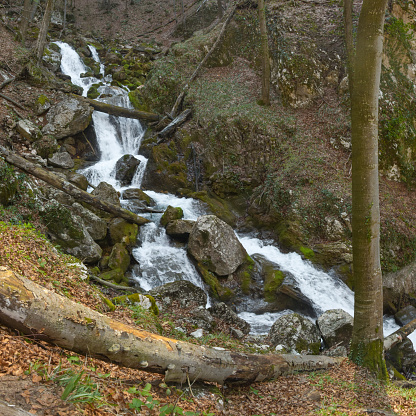 An azure spring flowing downhill across mossy and sharp boulders. The rapid stream forms numerous cascades on its way. It flows through a wild beech woodland. Springtime, Carpathia, Romania.