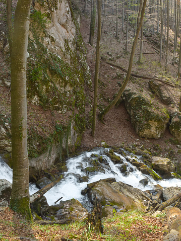 An azure spring flowing downhill across mossy, sharp rocks. The rapid stream forms numerous waterfalls in its way. It flows through a wild beech forest. Springtime, Carpathia, Romania.