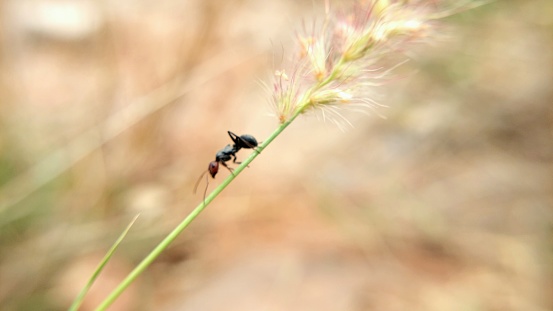 ants on grass for food search