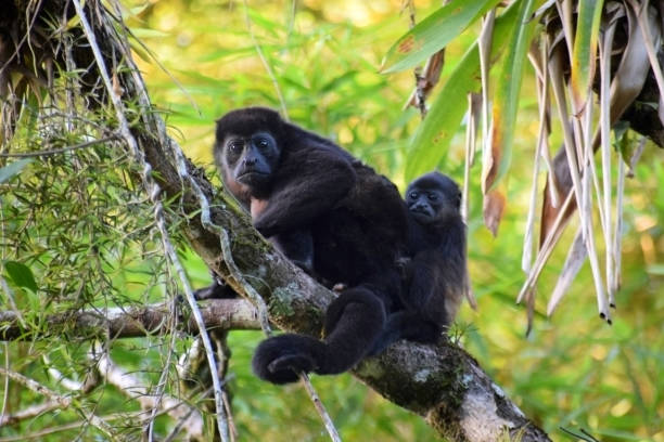 istock Howler monkey (Alouatta palliata) with cute cub sits on a branch. Costa Rica, Central America. 2149091296