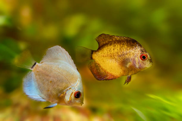 istock Young discus in aquarium, freshwater aquarium 2149092083