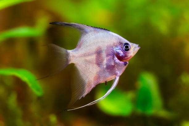 istock Aquarium fish scalaria close-up, freshwater aquarium 2149092085