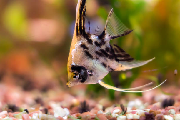 istock Aquarium fish scalaria close-up, freshwater aquarium 2149092114