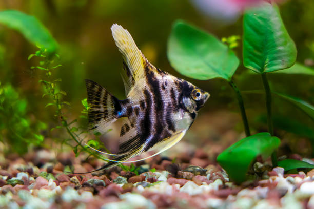 istock Aquarium fish scalaria close-up, freshwater aquarium 2149092191