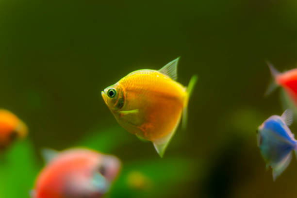 istock Ternetia aquarium fish close-up, freshwater aquarium 2149092219
