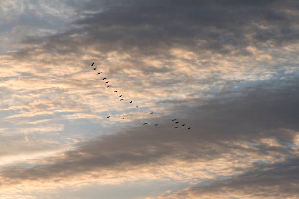 istock Flying migration birds in the early morning 2149092290