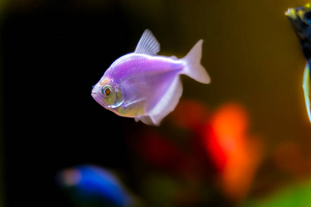 istock Ternetia aquarium fish close-up, freshwater aquarium 2149092293