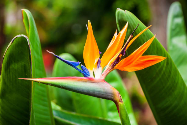 istock Crane flower or bird of paradise 2149092506