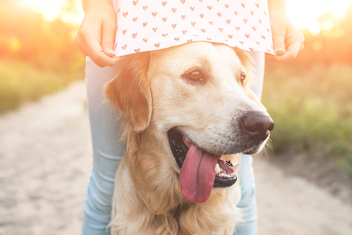 Golden retriever dog with girl on nature in summer