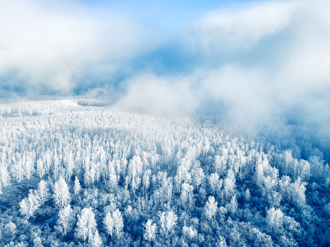 White frost-covered trees in winter forest at foggy sunrise. Aerial view. Clouds over the mountains and forest. Winter landscape
