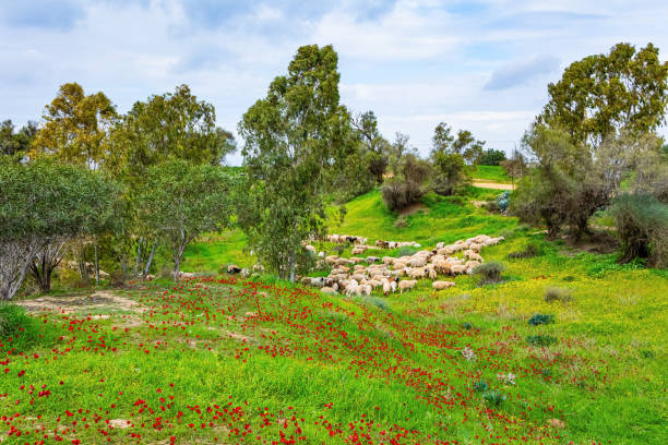 istock Herd of sheep grazing 2149093493