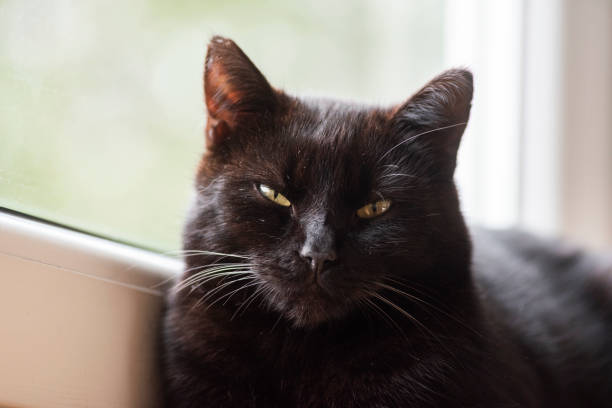 istock Portrait of a black beautiful cat. 2149094072