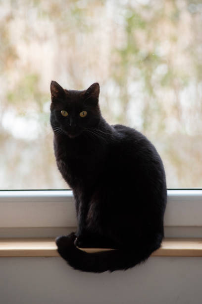 istock Portrait of a black beautiful cat. 2149094073