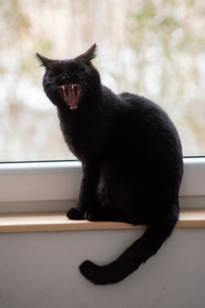 The black cat on the windowsill yawns.
