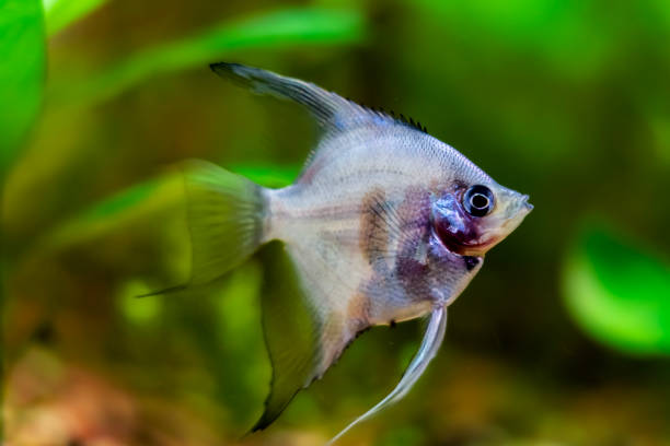 istock Aquarium fish scalaria close-up, freshwater aquarium 2149094970