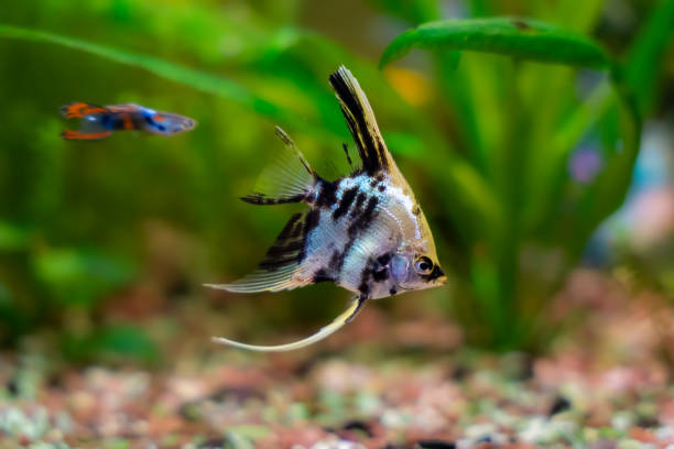 istock Aquarium fish scalaria close-up, freshwater aquarium 2149095269