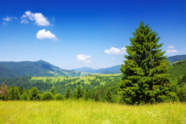 istock mountainous carpathian countryside scenery in summer 2149095293