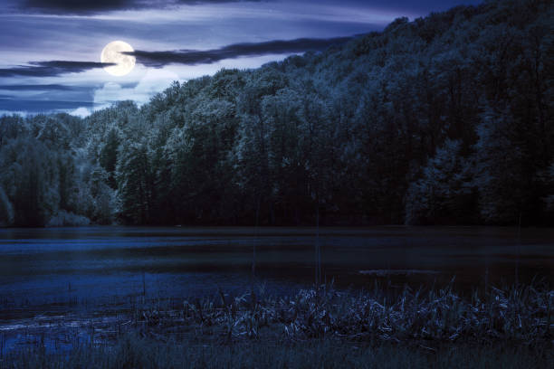 lake among the forest at night. trees reflecting in the water. midnight nature scenery in full moon light