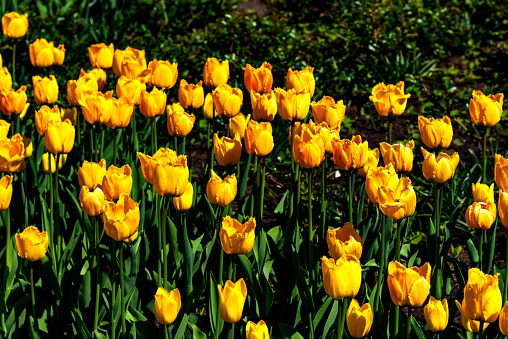 Spring blooming yellow tulips in the park.