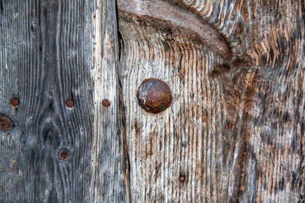 Old rusty nails driven into a wooden door seen from the front