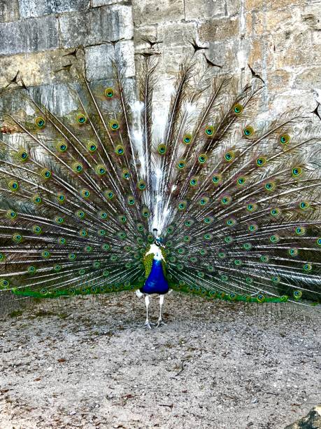 istock Peacock is St Jorge Castle in Lisbon, Portugal 2149095807