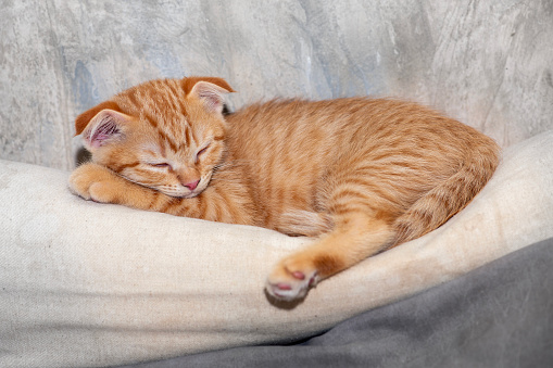 Cute young orange domestic cat is happily sleeping sweet dreams on comfortable soft bed.