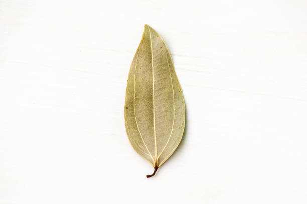 Dried bay leaf (Laurus nobilis) isolated on a white background. It is also known as Tejpata, Cassia leaves, Cinnamomum tamala, Indian bay leaf, Indian bark, Malabar leaf, Bay laurel, etc.