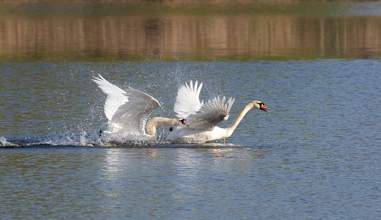 Mute swan, Cygnus olor. One bird has grabbed the tail of another bird and won't let it escape