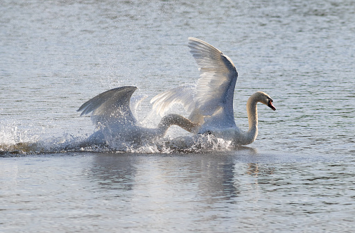 Mute swan, Cygnus olor. Birds fighting each other
