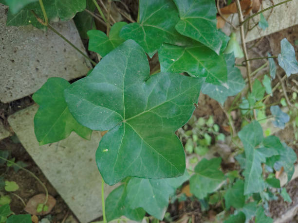 istock A climbing plant called common ivy. The plant grows on stone surfaces. Ivy leaf close up. 2149098485
