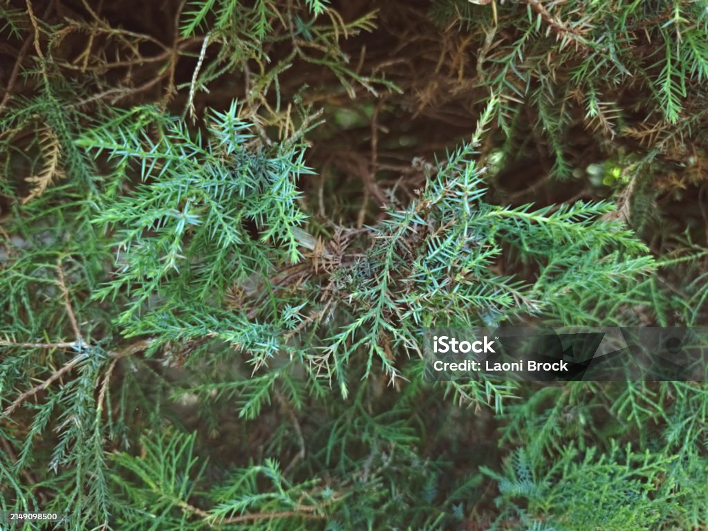 Threadleaf Cedar Chamaecyparis Pisifera Filifera Commonly Known As Threadleaf False ...