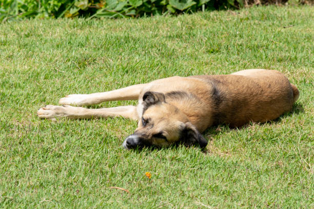 A domestic brown dog lying on the grass. Pet.