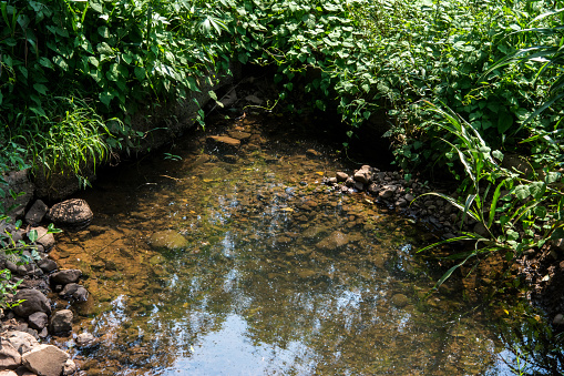 Creek in the forest with clear water and green grass on the ground