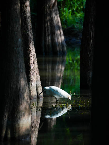 egret in the Wetland Park